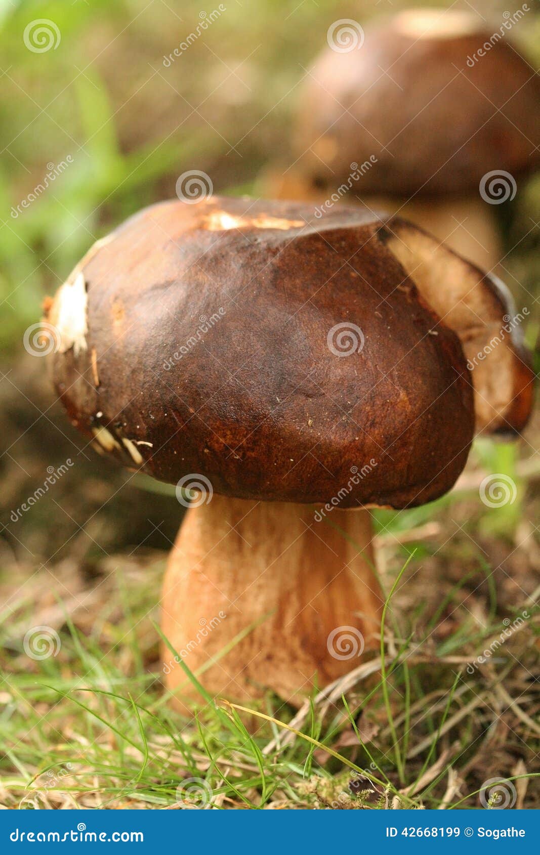 Porcini stock image. Image of pixy, poisonous, toadstool 42668199