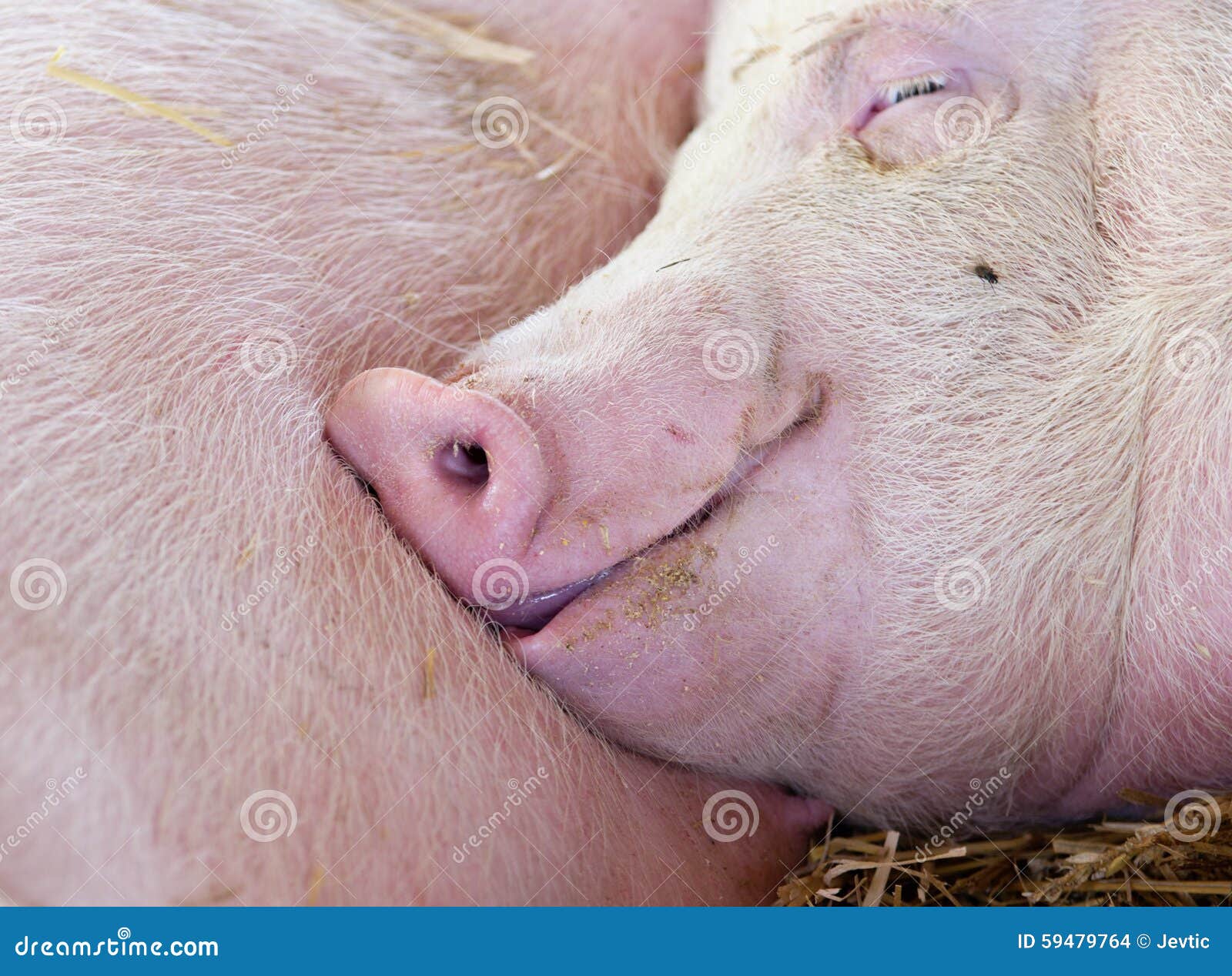 Porco Que Dorme No Celeiro Foto De Stock Imagem De Dorme 59479764