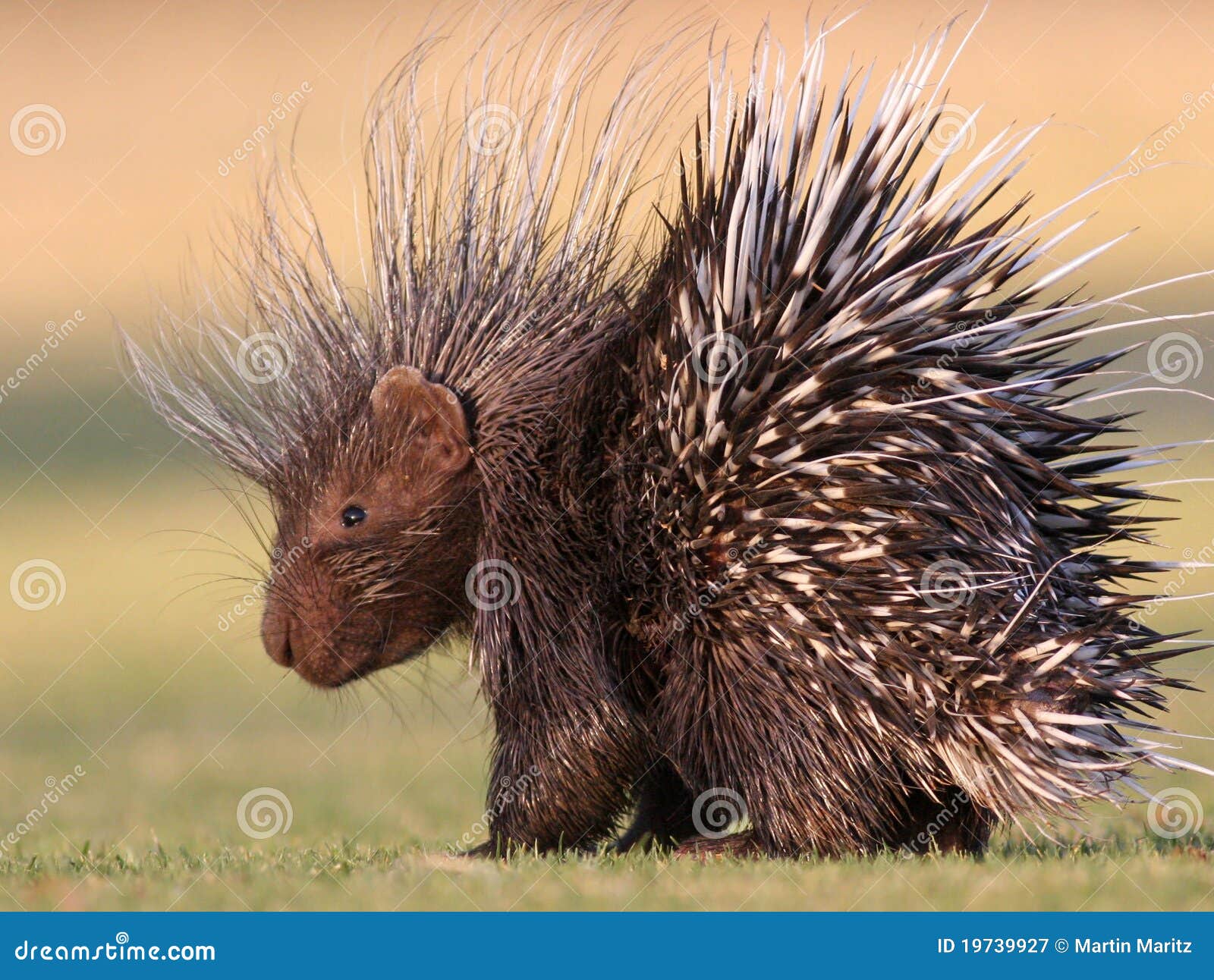 Porcupine stock image. Image of vegetarian, long, spines 19739927