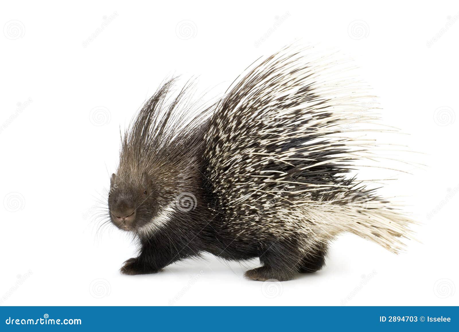 porcupine