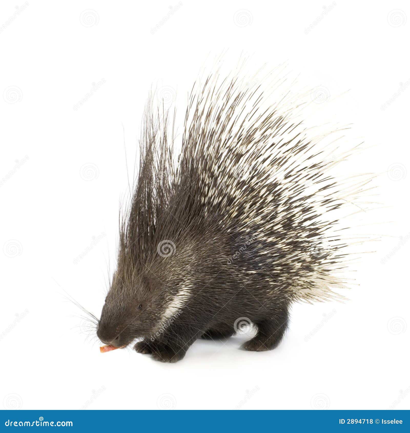 Porcupine Quills Images – Browse 6,925 Stock Photos, Vectors, and