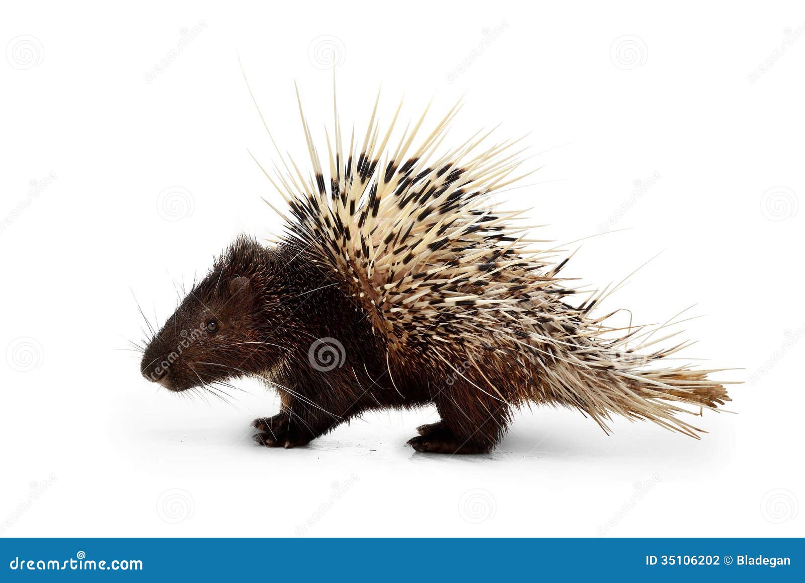 Porcupine stock photo. Image of looking, animal, mamal 35106202