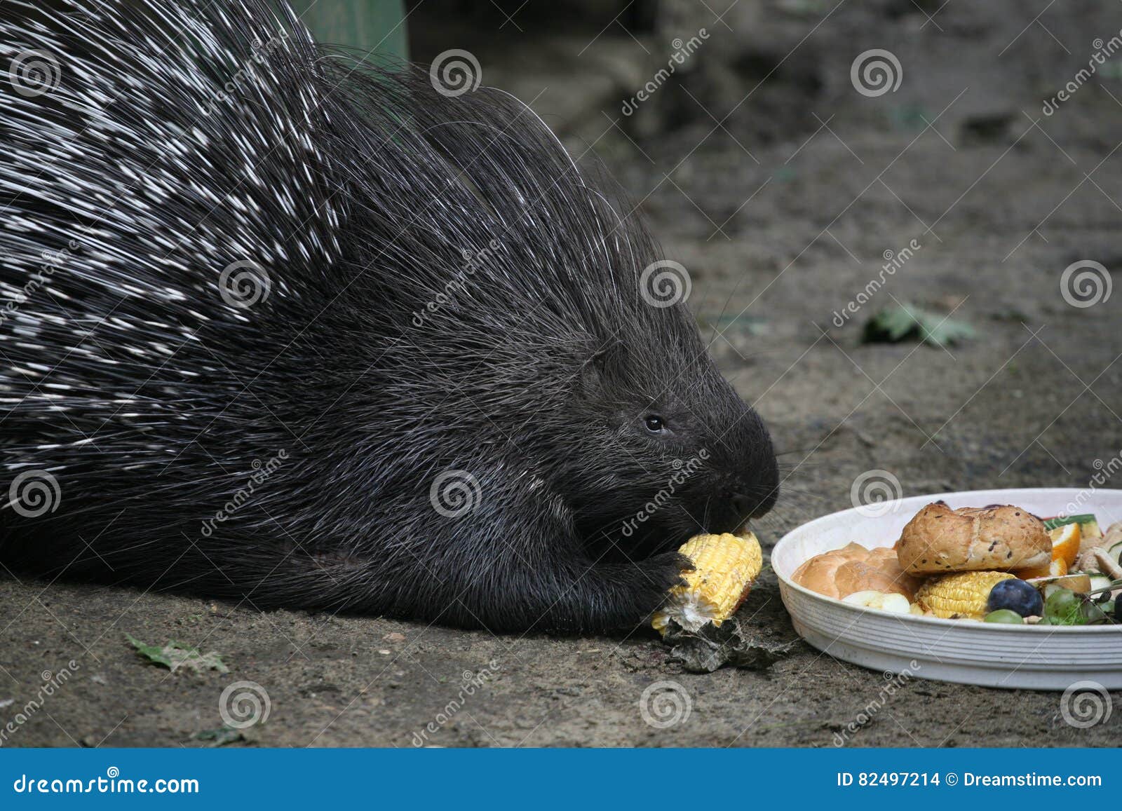 Porcupine stock photo. Image of eating, hedgehog, needles 82497214