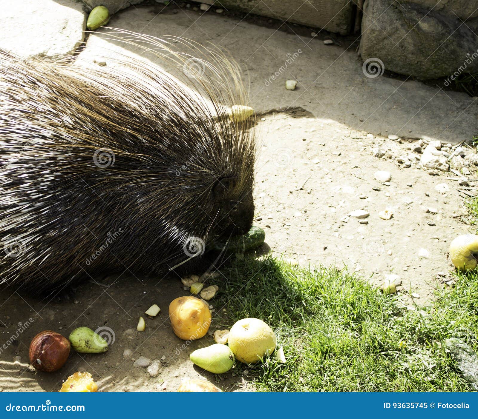 porcupine eating fruit