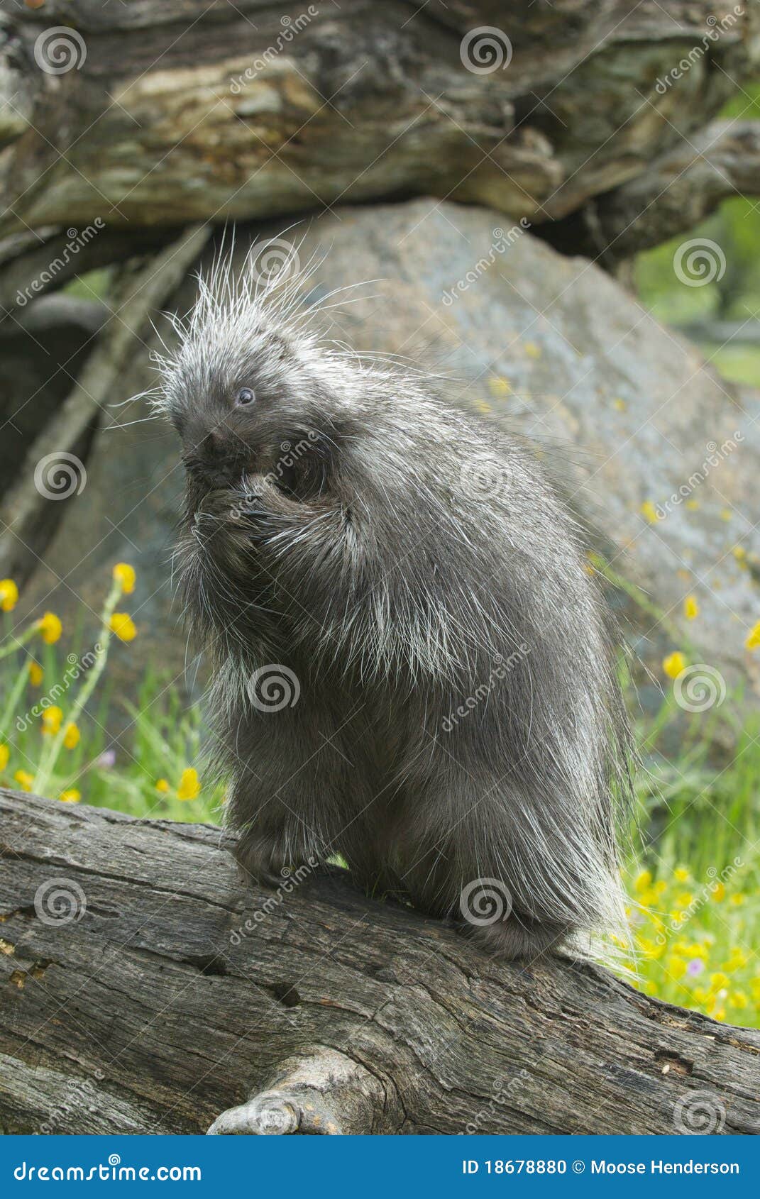 Porcupine eating on log stock photo. Image of wildlife 18678880