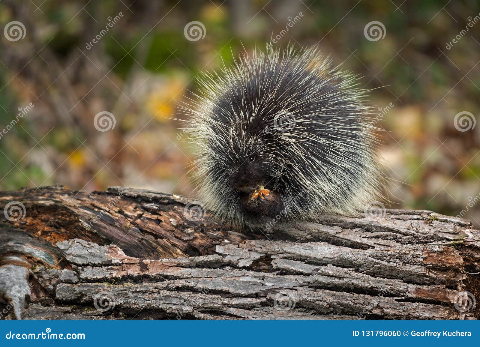 Porcupine Erethizon dorsatum Atop Log Nibbles - captive animal