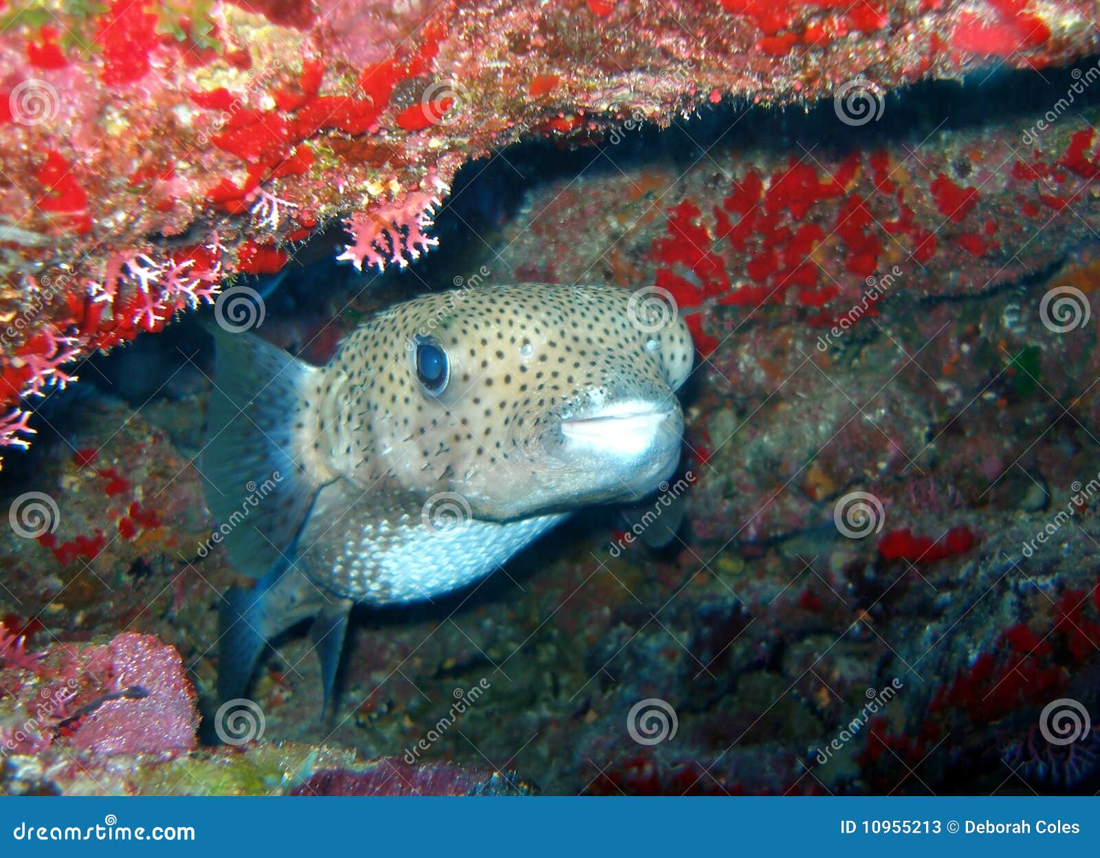 Porcupine Fish stock image. Image of bright, eyes, spotty 10955213