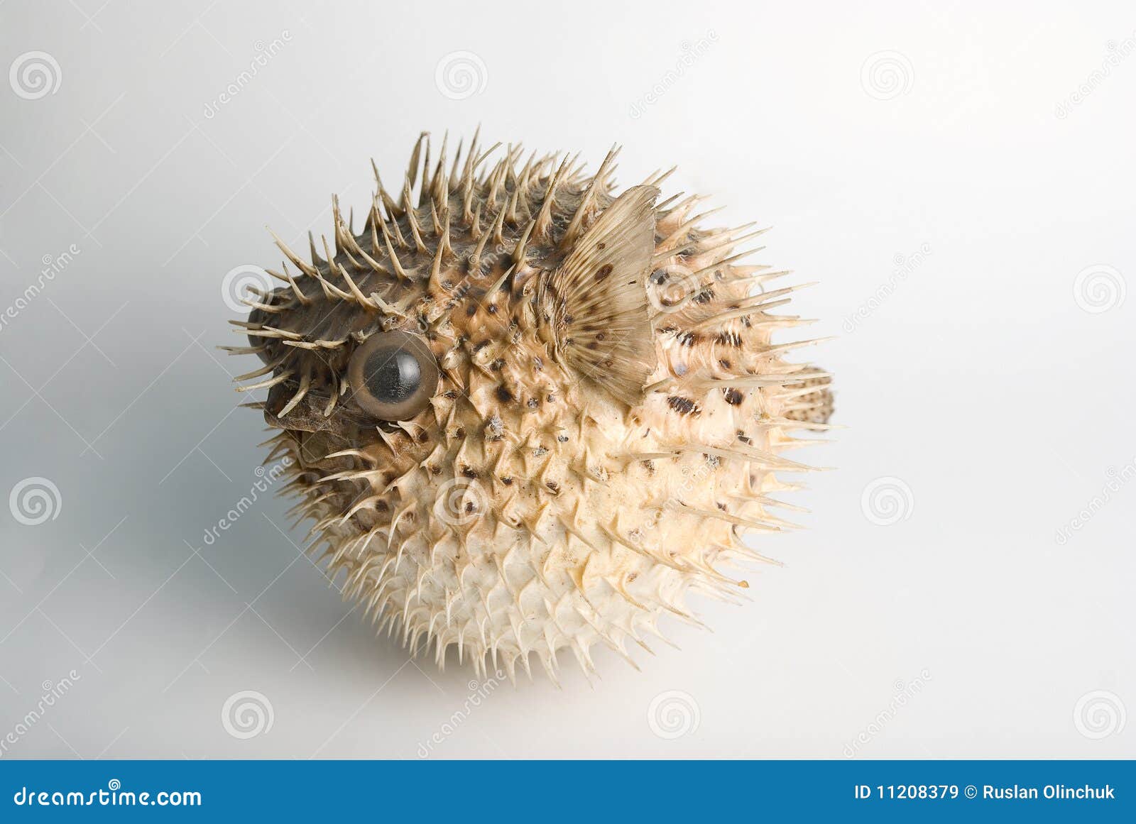 Porcupine fish stock image. Image of mouth, poisonous 11208379