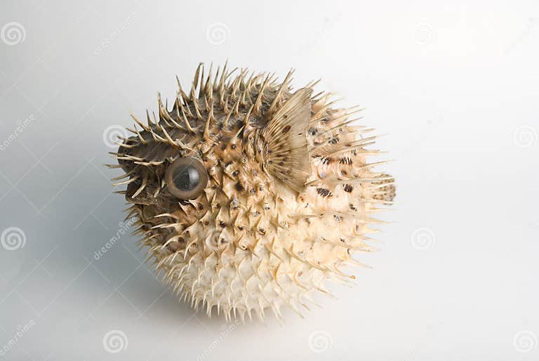 Porcupine fish stock image. Image of mouth, poisonous 11208379