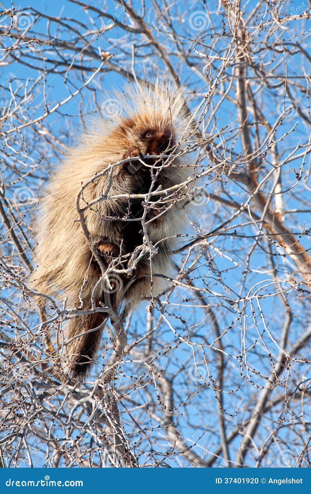 Porcupine high in the tree stock photo. Image of dorsatum 37401920