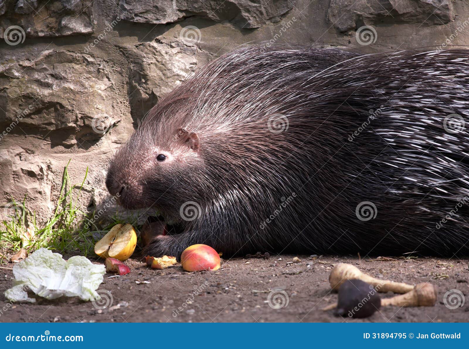 Porcupine stock image. Image of animal, wildlife, eating 31894795