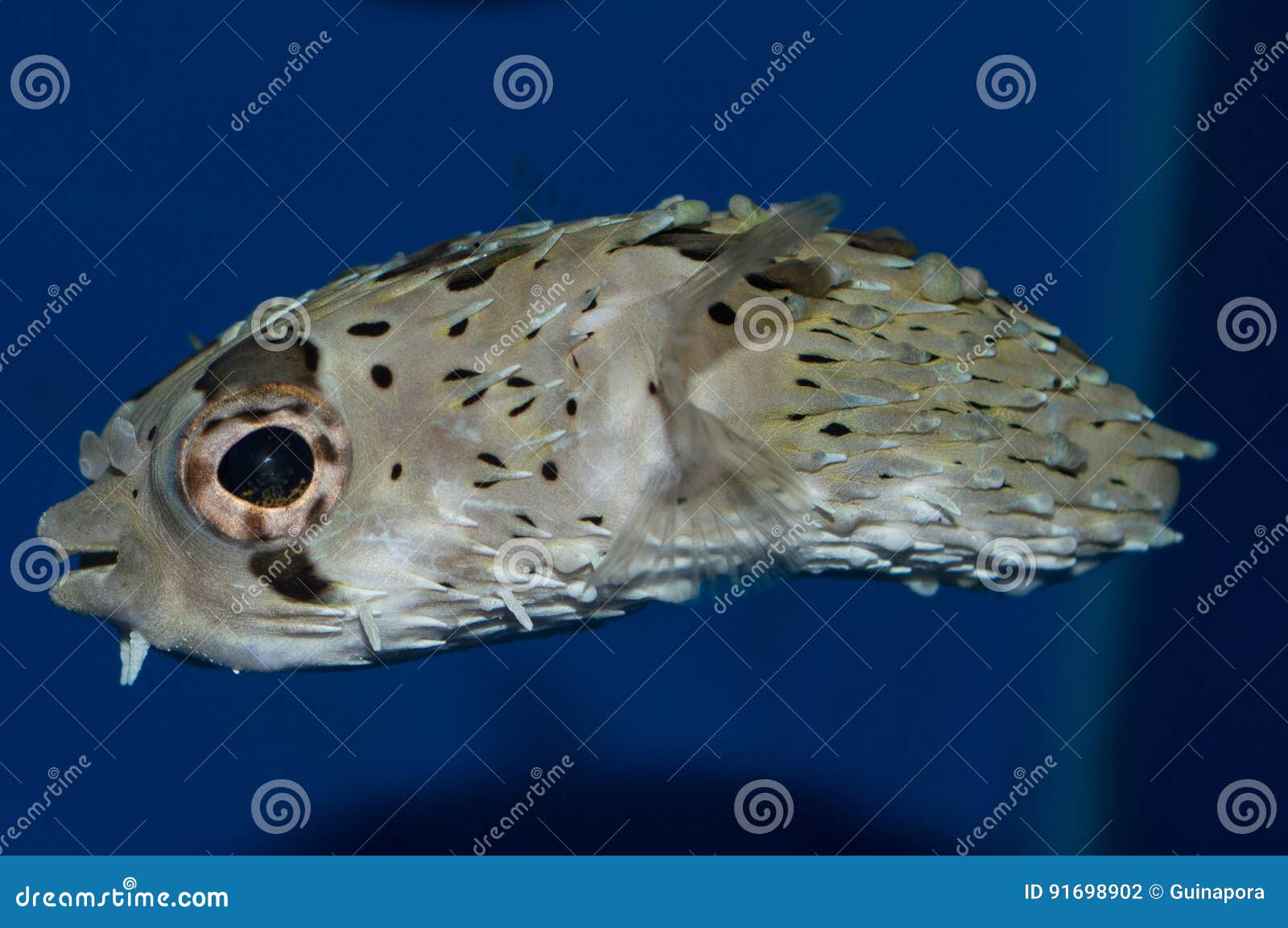 porcupine puffer fish diodon holocanthus