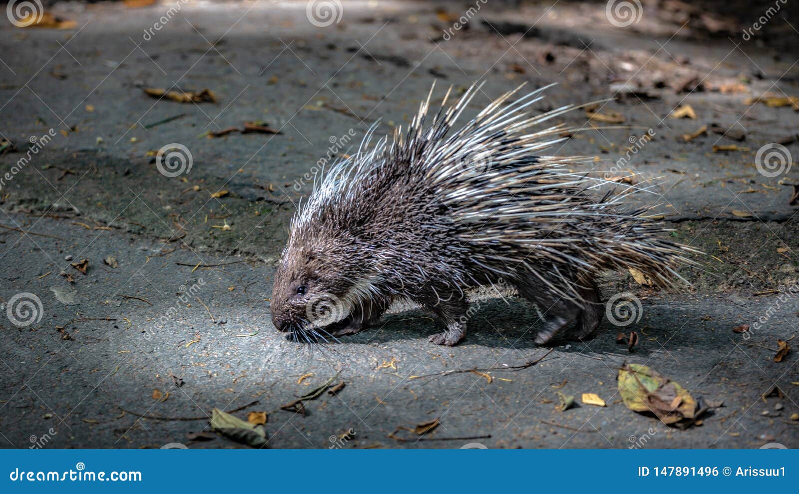 Porcupine Rodents and Sharp Spines Wildlife Animal Stock Photo - Image of background, looking: 147891496 Porcupine Rodents and Sharp Spines Wildlife Animal Stock Photo - Image of background, looking: 147891496