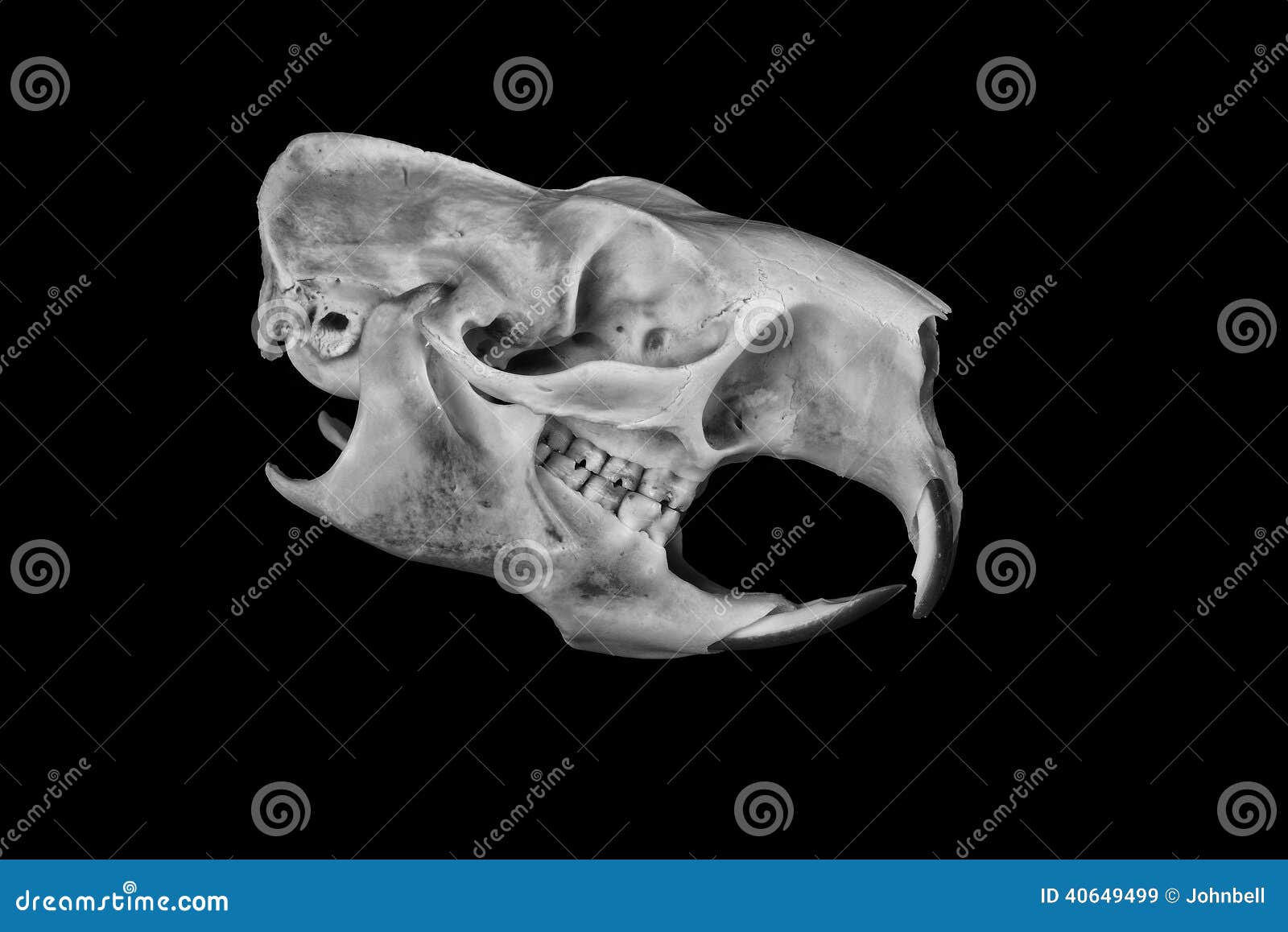 Porcupine Skull stock image. Image of mammal, face, spines - 40649499