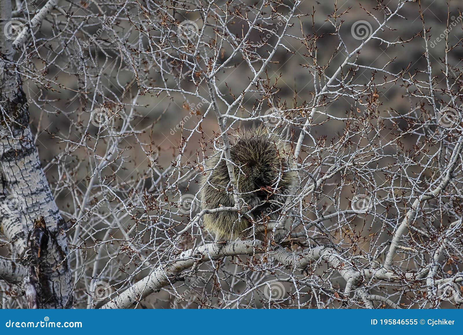 Porcupine in a Tree Natural Habitat Stock Image Biology Diagrams