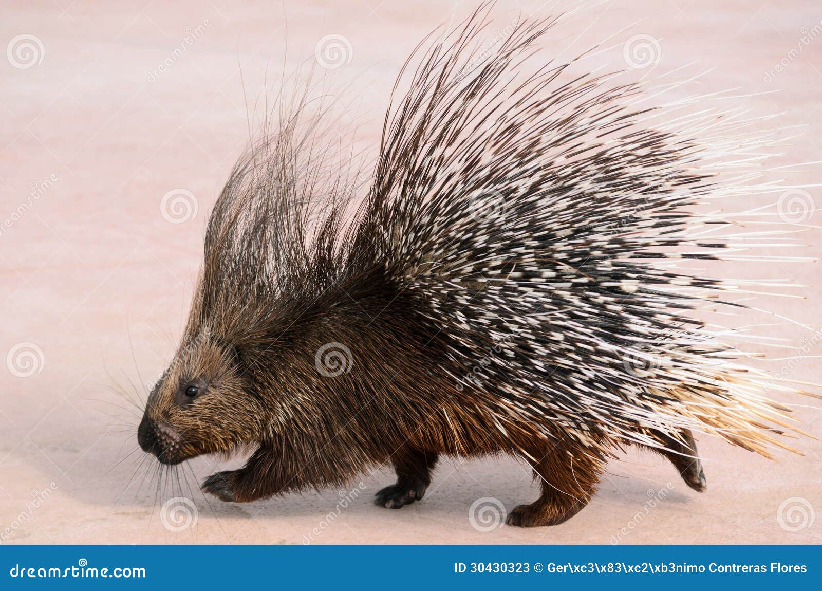 porcupine walking