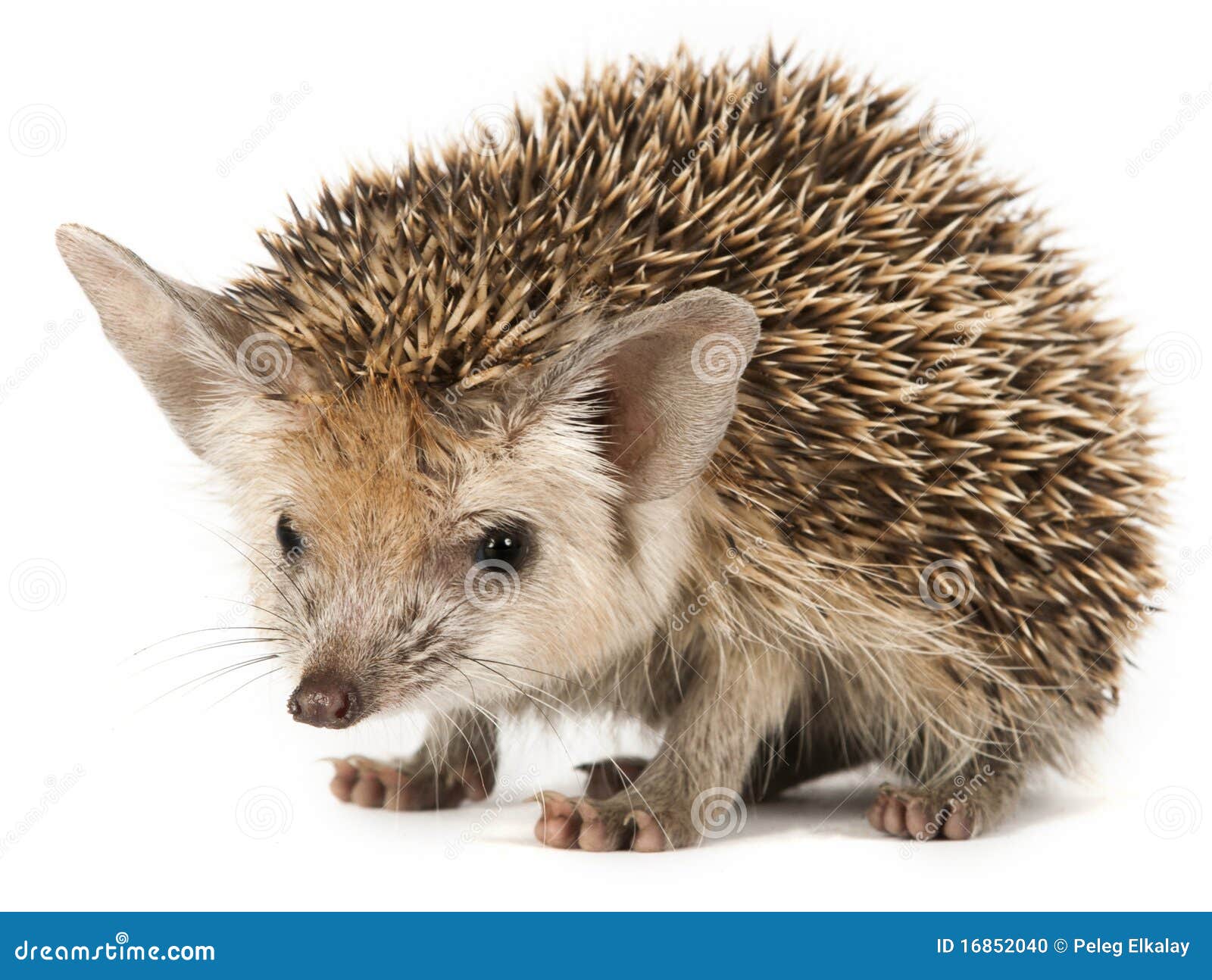 porcupine on a white background