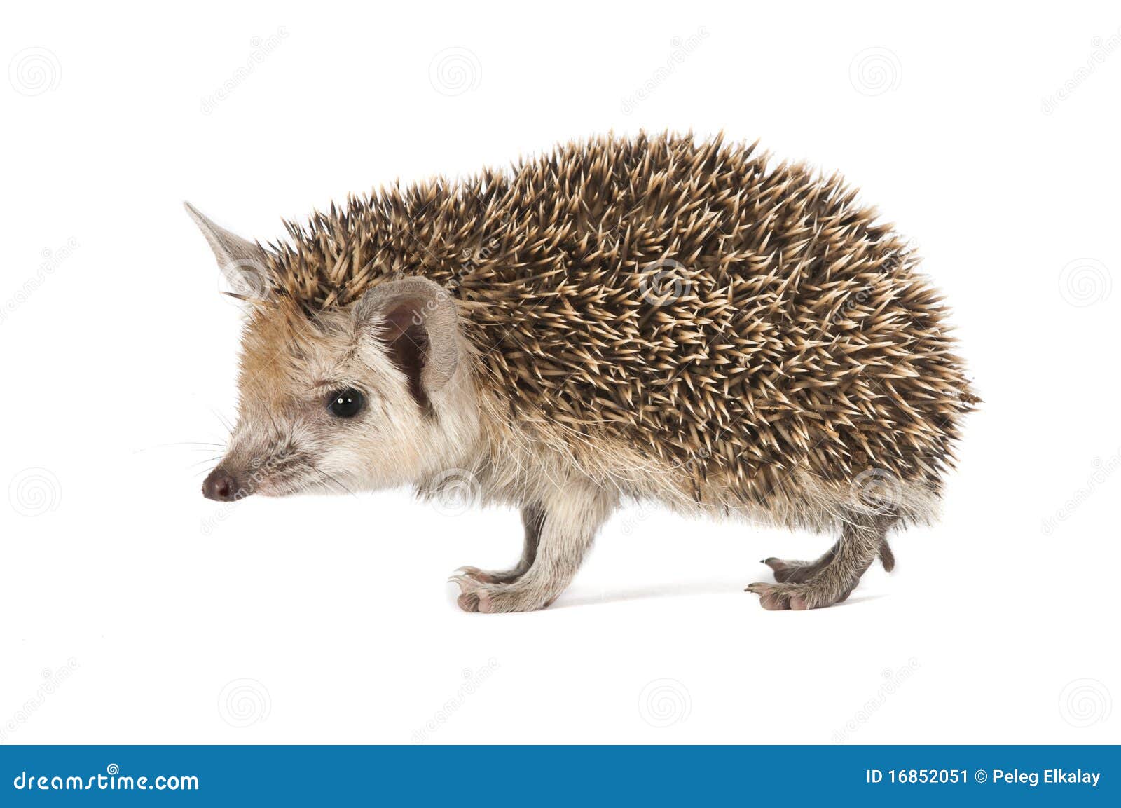 porcupine on a white background