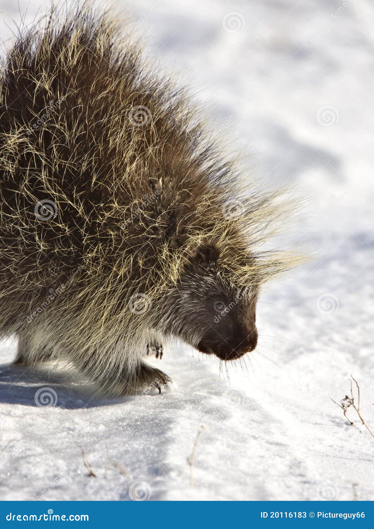 Porcupine in winter stock image. Image of outdoors, resting 20116183