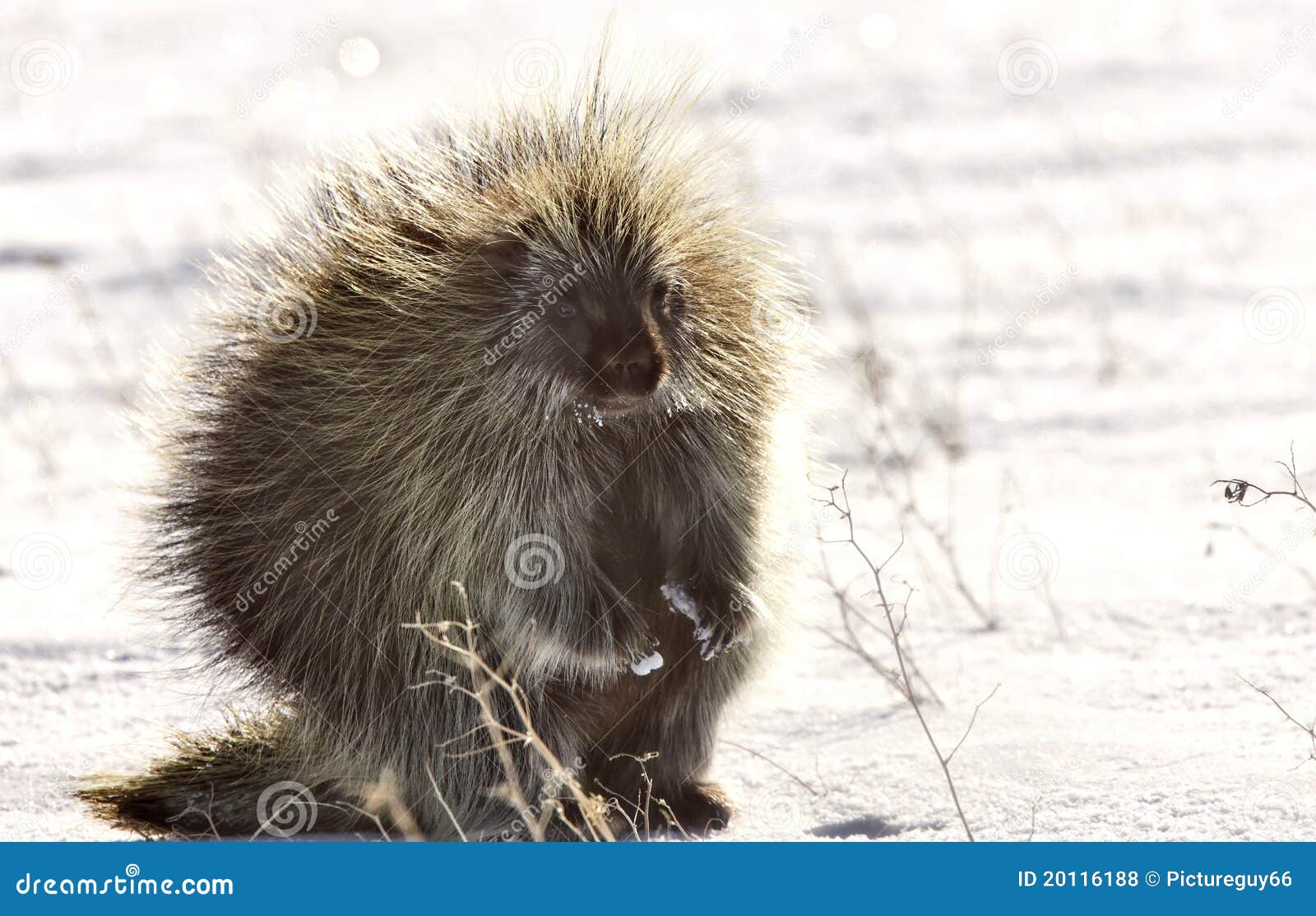 Porcupine in winter stock photo. Image of prairies, snowy 20116188