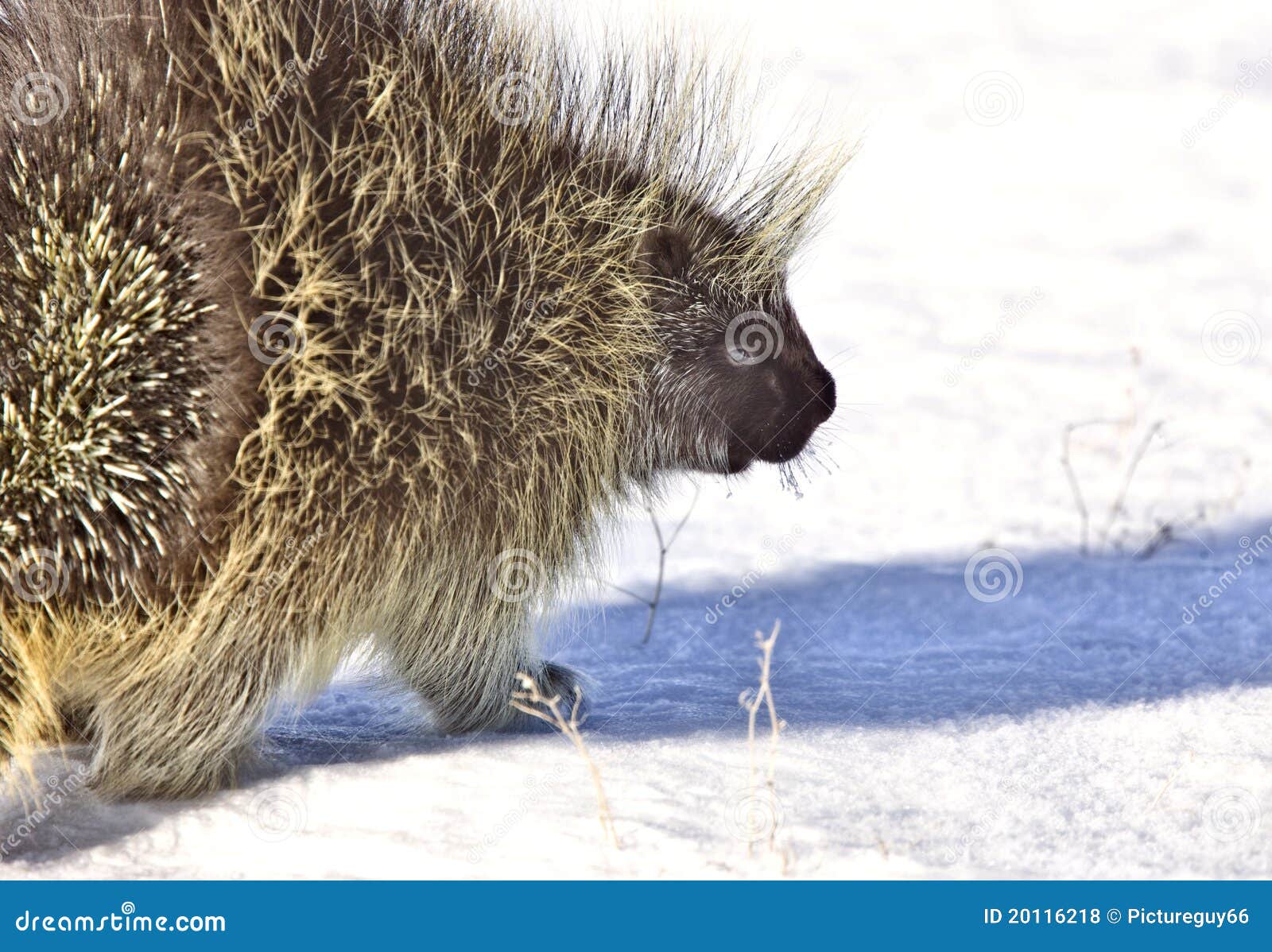 Porcupine in winter stock photo. Image of wildlife, alone 20116218