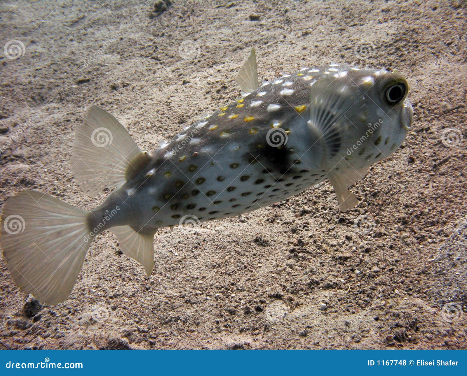 Porcupinefish, not to be confused with pufferfish. note the spines on the body