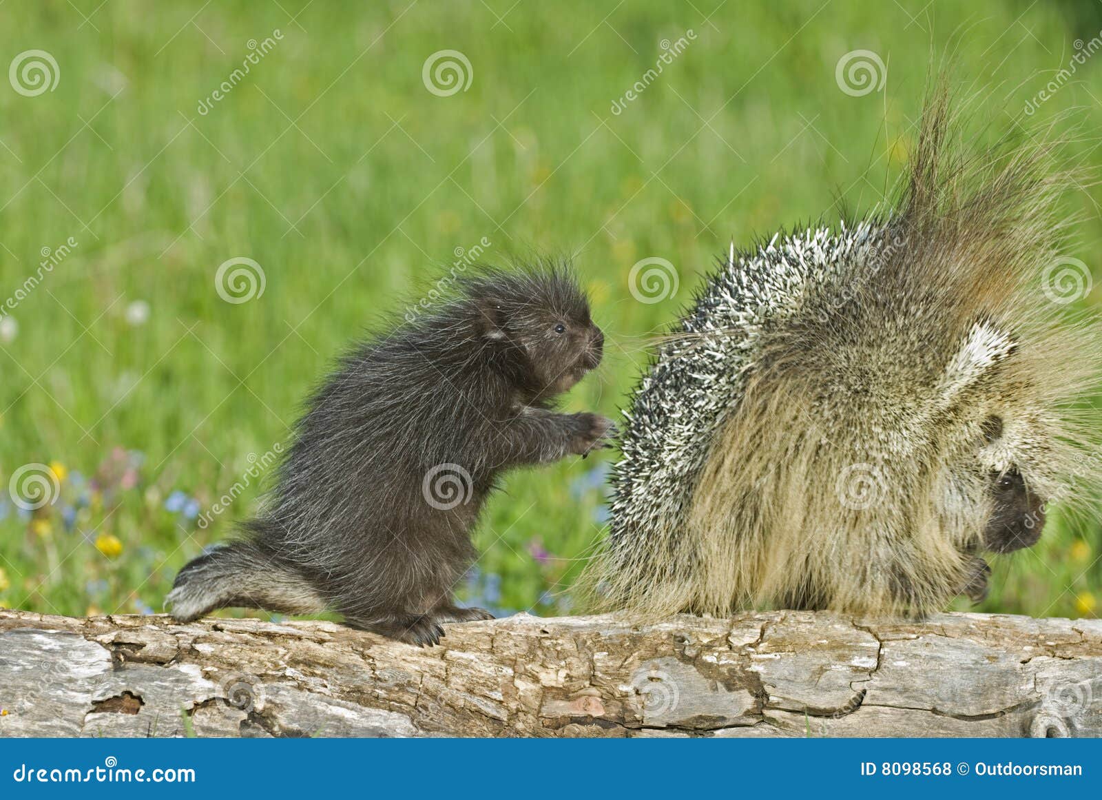 Porcupines. Porcupine with her baby. Montana wilderness.