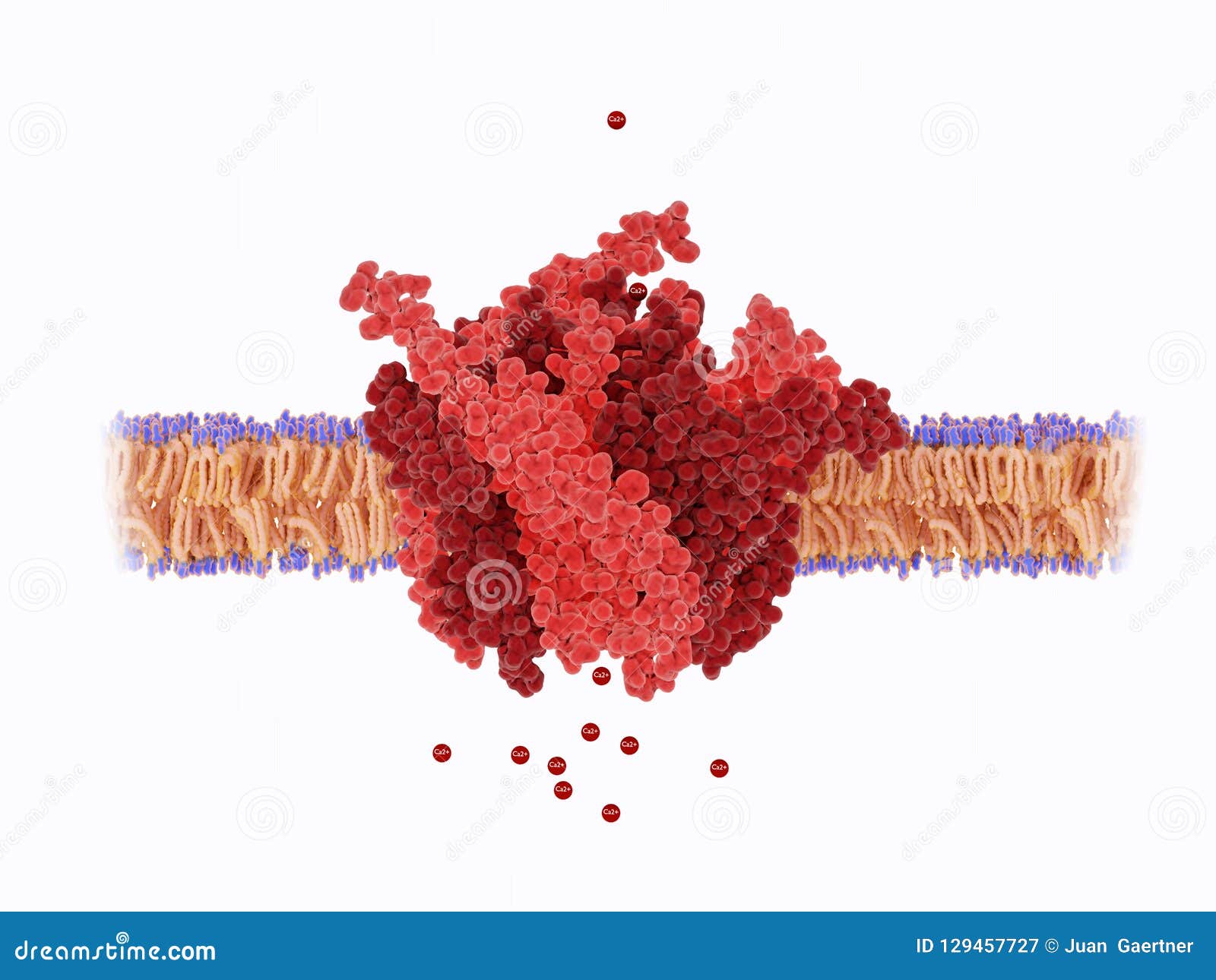 pore of the calcium released-activated calcium crac channel