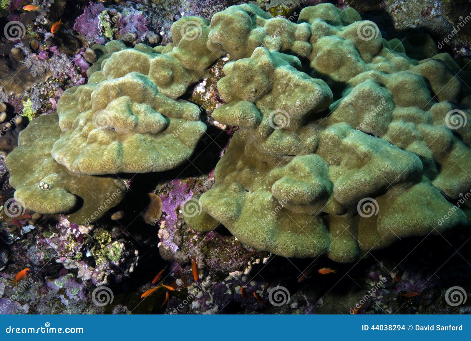 Porites lutea stock photo. Image of porites, common, coral - 44038294