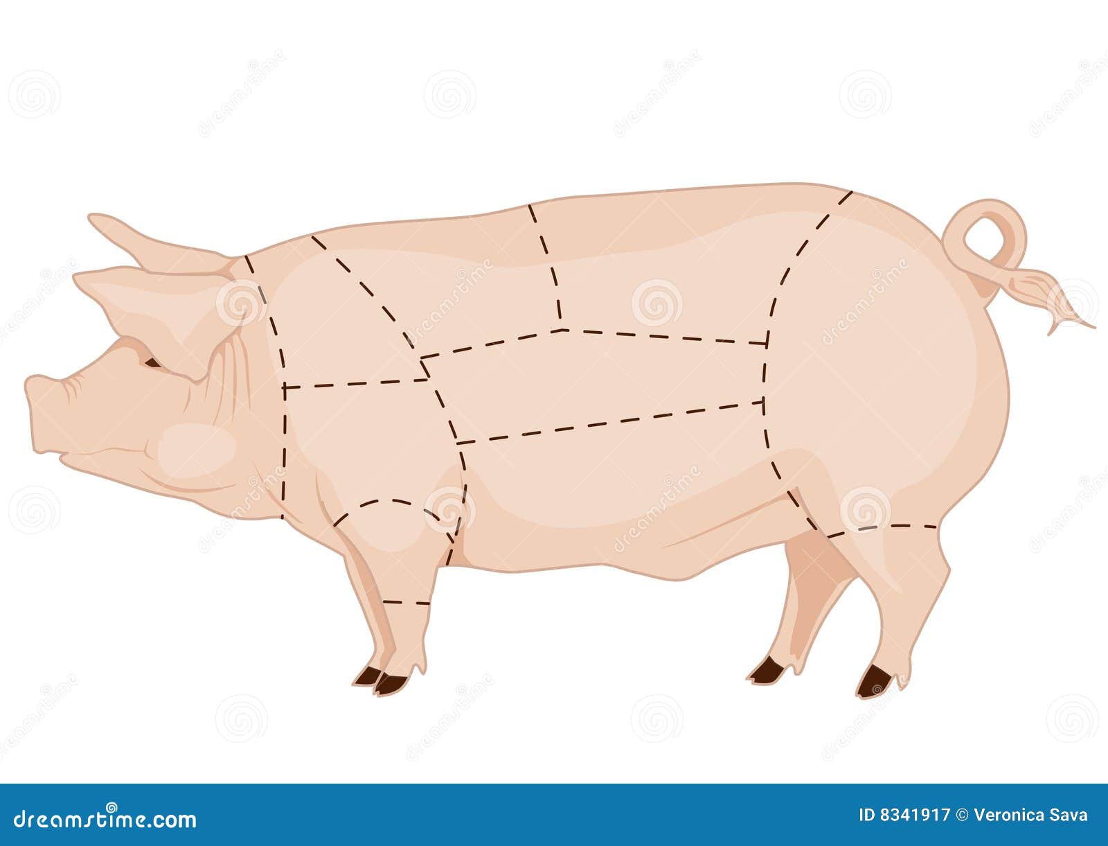 How do you read the butcher chart for pork?