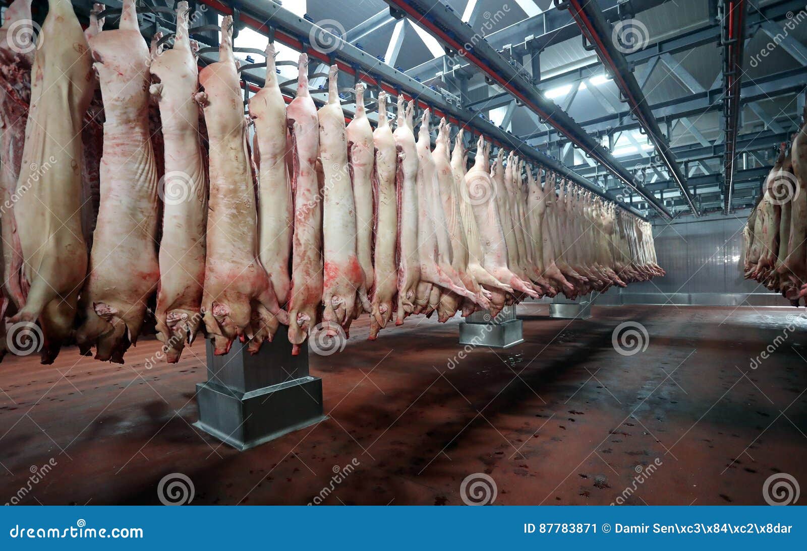 Pork halfs in fridge editorial photo. Image of pork, body 87783871