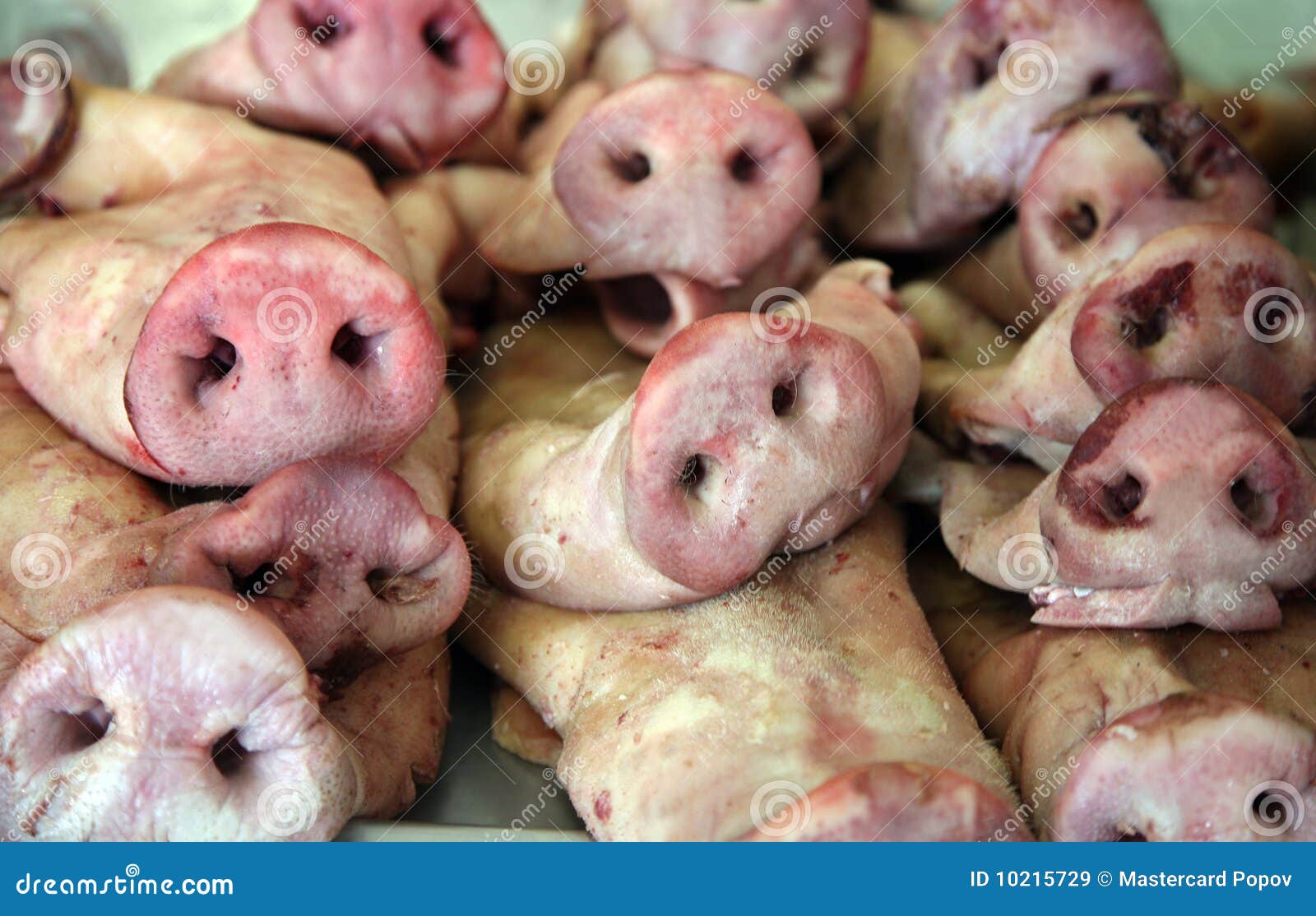 Pork noses stock image. Image of meat, snout, pork, sell 10215729