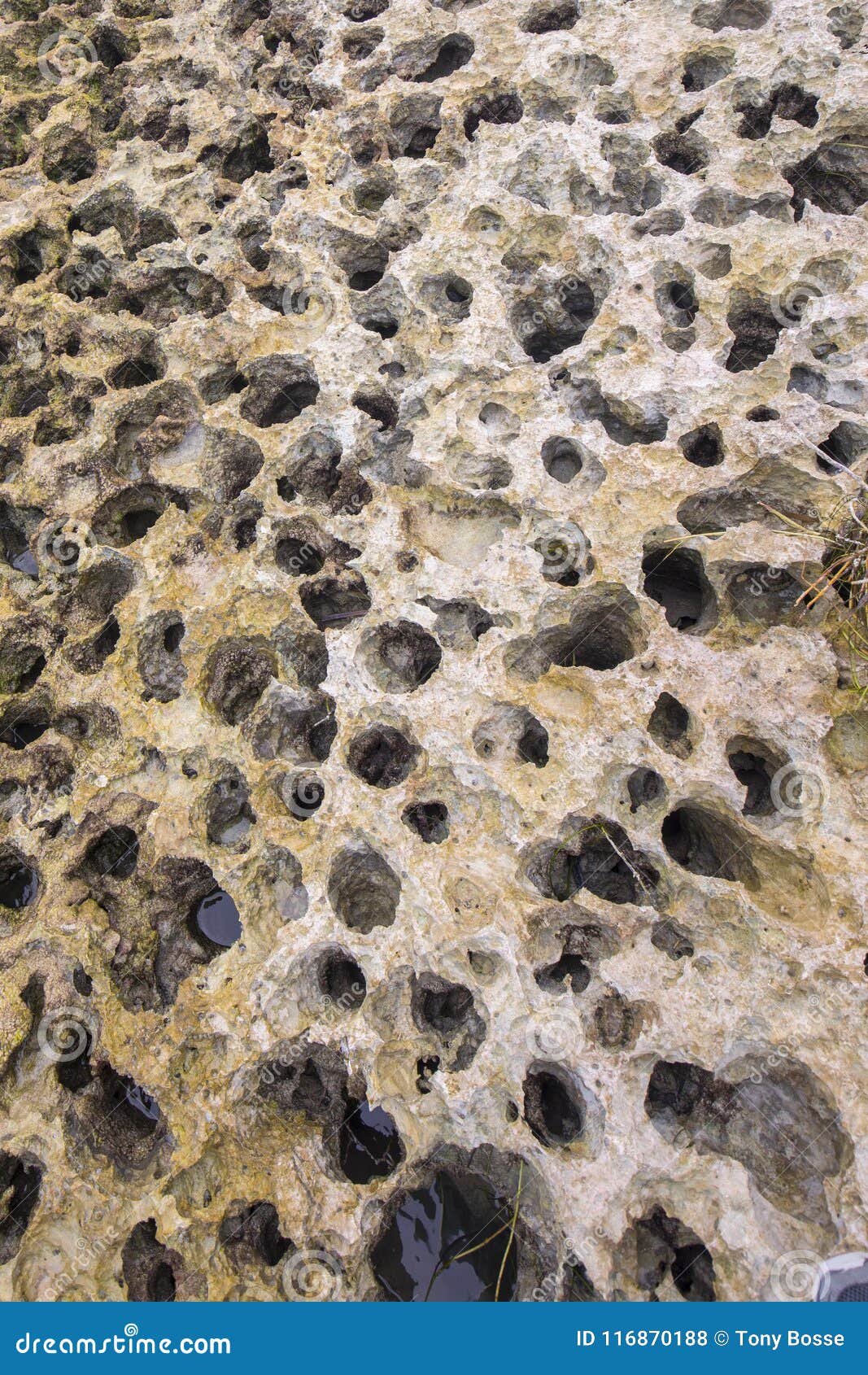 Porous Limestone Texture Background Stock Photo Image of limestone