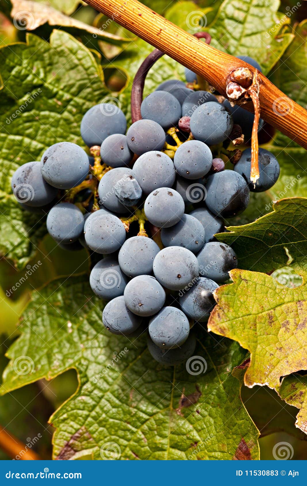 Port Wine Grapes on Vineyard Stock Image Image of clouds, color 11530883