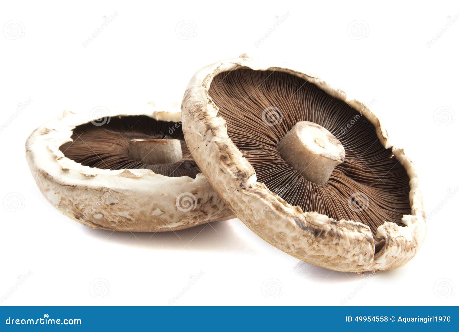 Portabella stock photo. Image of horizontal, nature, macro 49954558