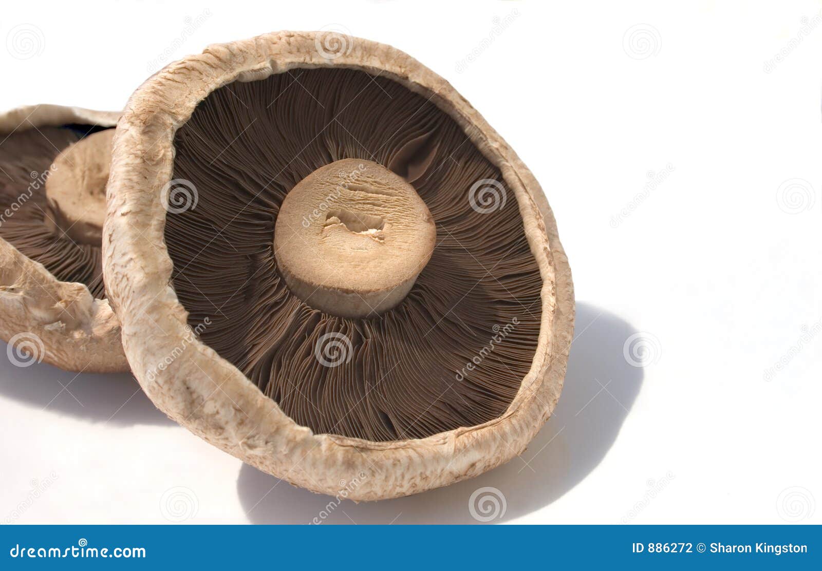 portabello mushrooms,