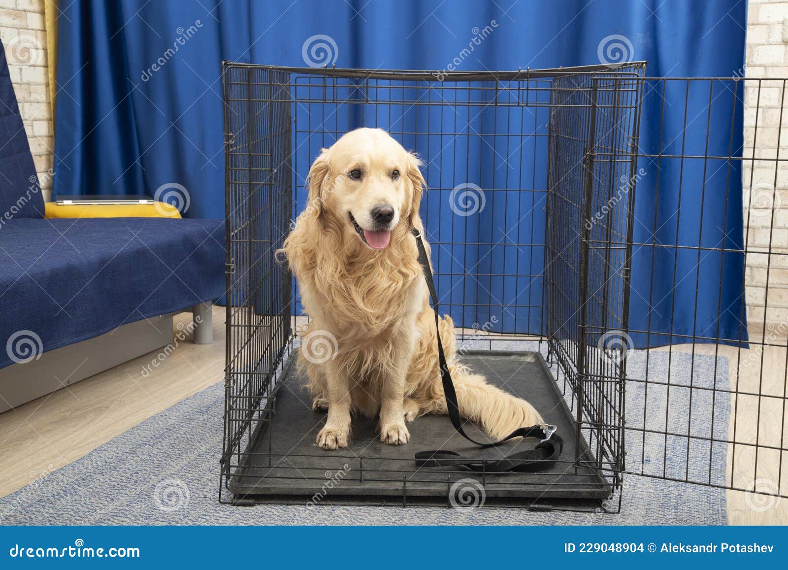 Portable Cage for Medium and Largesized Dogs Stock Photo Image of