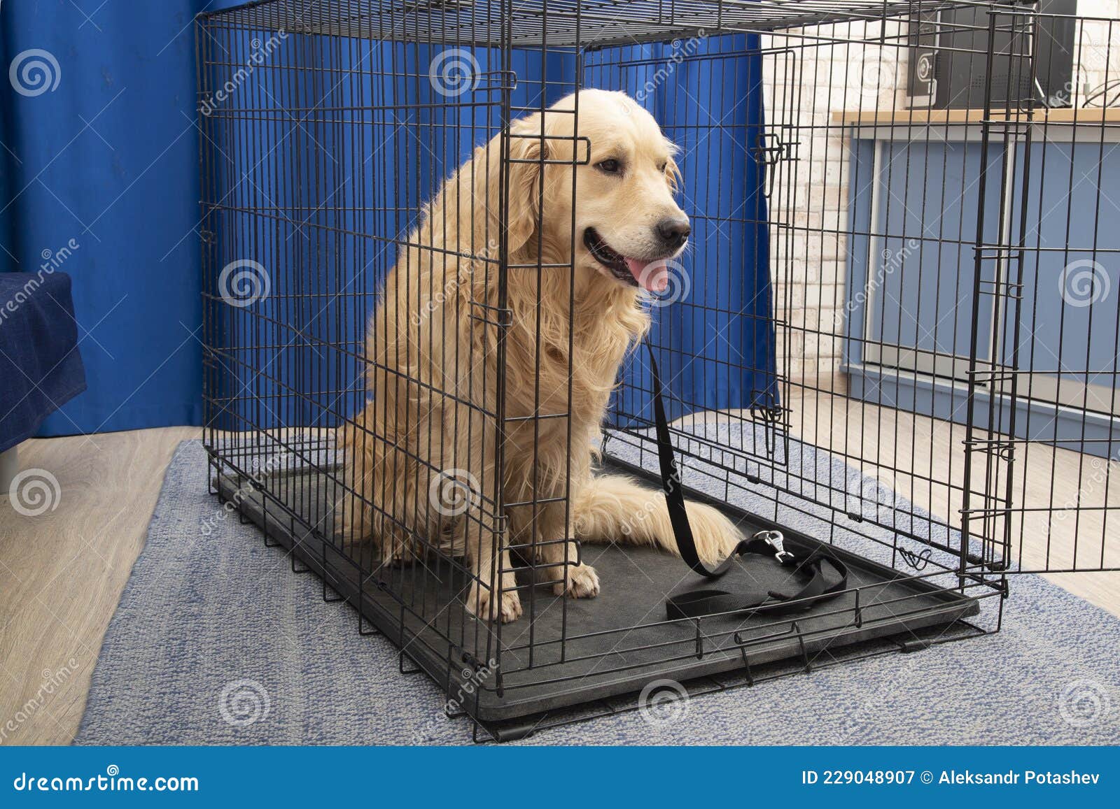 Portable Cage for Medium and Largesized Dogs Stock Image Image of