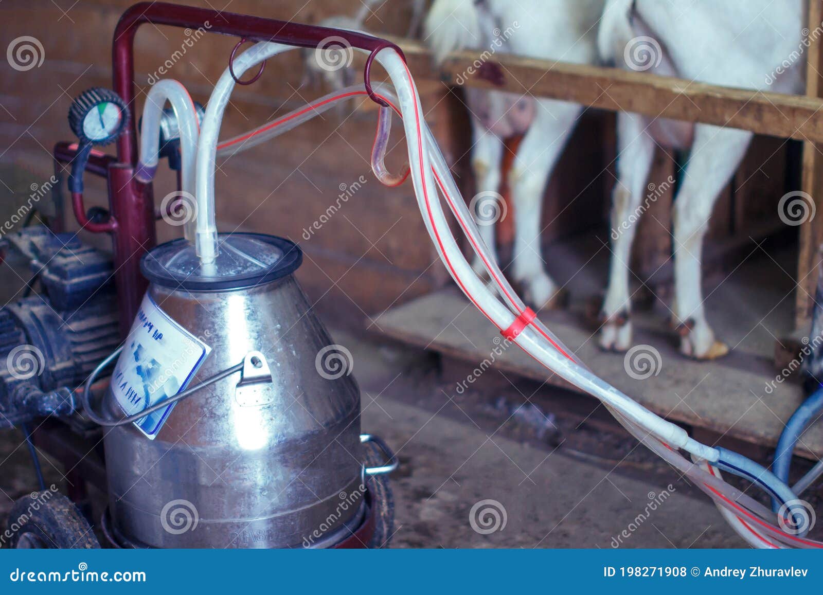 Portable Machine for Milking Goats on the Farm Stock Photo Image of