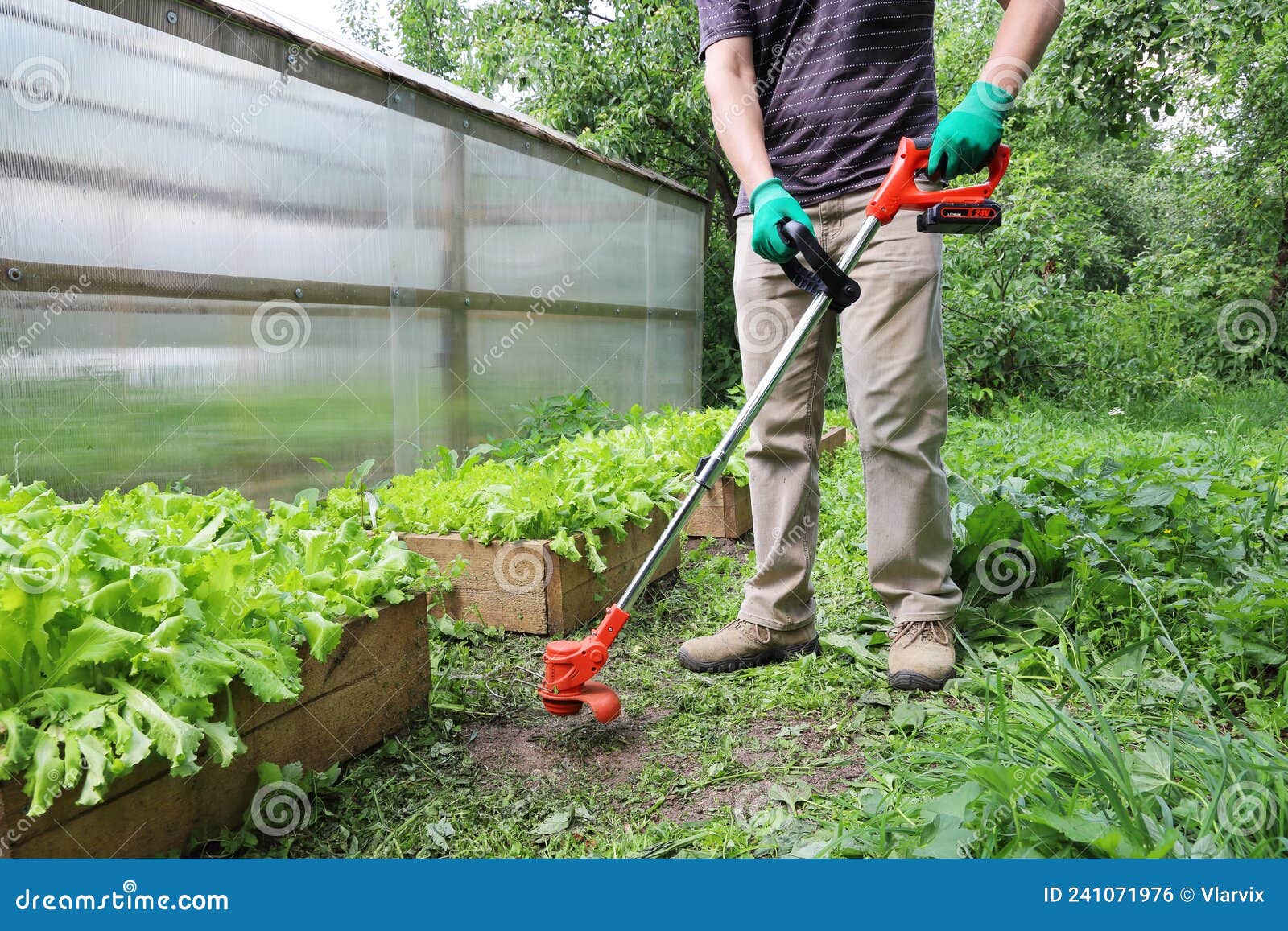 Kleren maaien Besluit 165 Grass Trimmer Action Stock Photos - Free & Royalty-Free Stock Photos  from Dreamstime