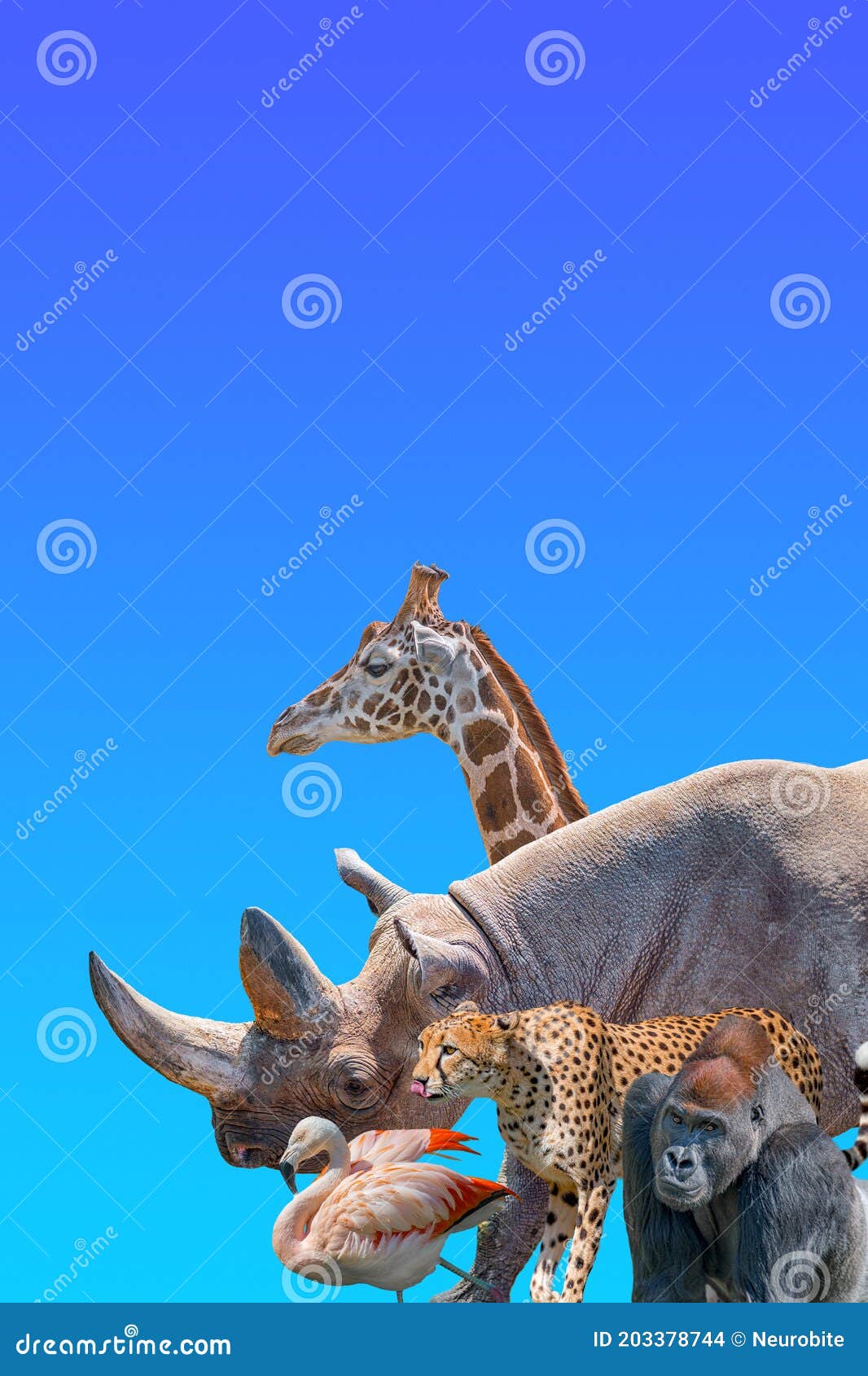 Portada Con Los Animales Más Vulnerables De La Fauna Silvestre De áfrica  Rhino Cheetah Gorilla Giraffe Y Flamingo En Gradiente Azu Foto de archivo -  Imagen de flamenco, cubierta: 203378744