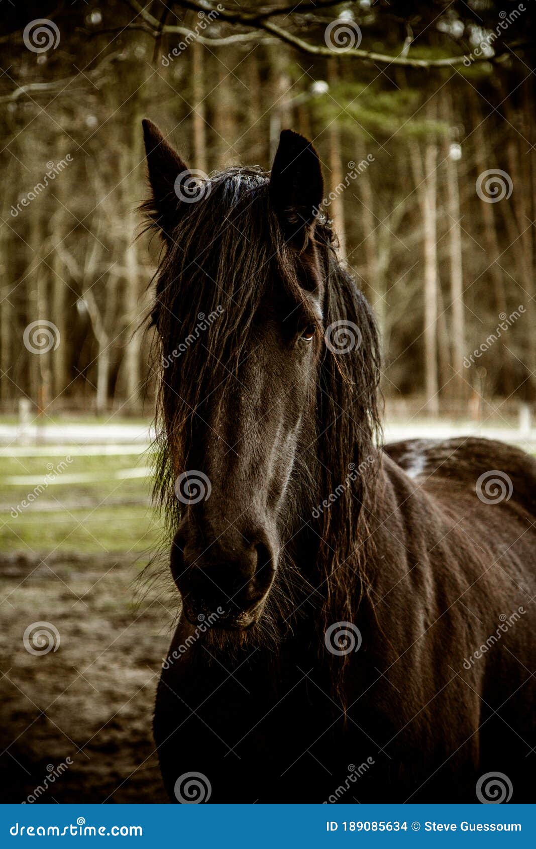 Portada De Un Hermoso Caballo Negro Foto de archivo - Imagen de negro,  hermoso: 189085634