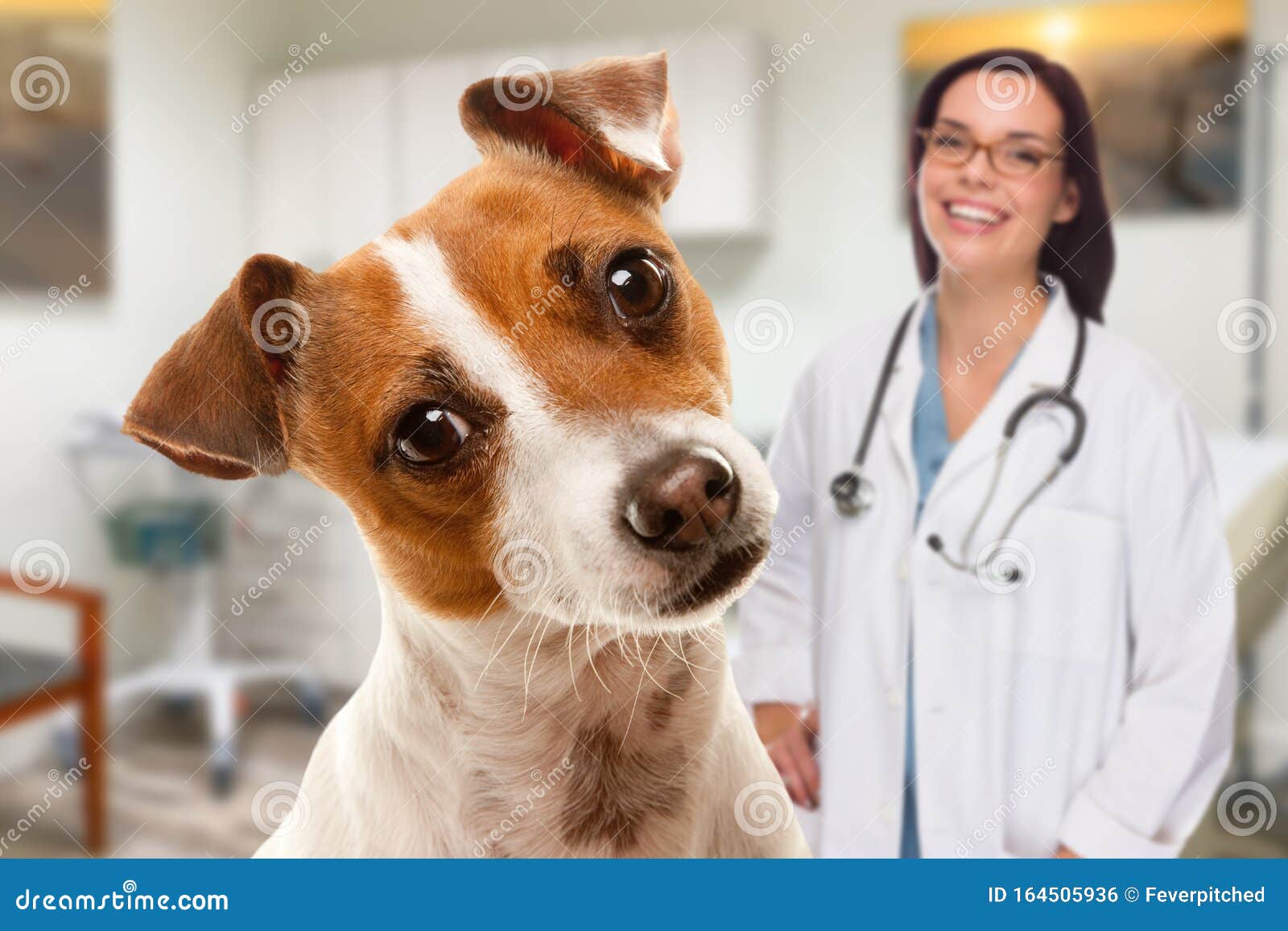 portait of an adorable terrier in office with female hispanic veterinarian behind