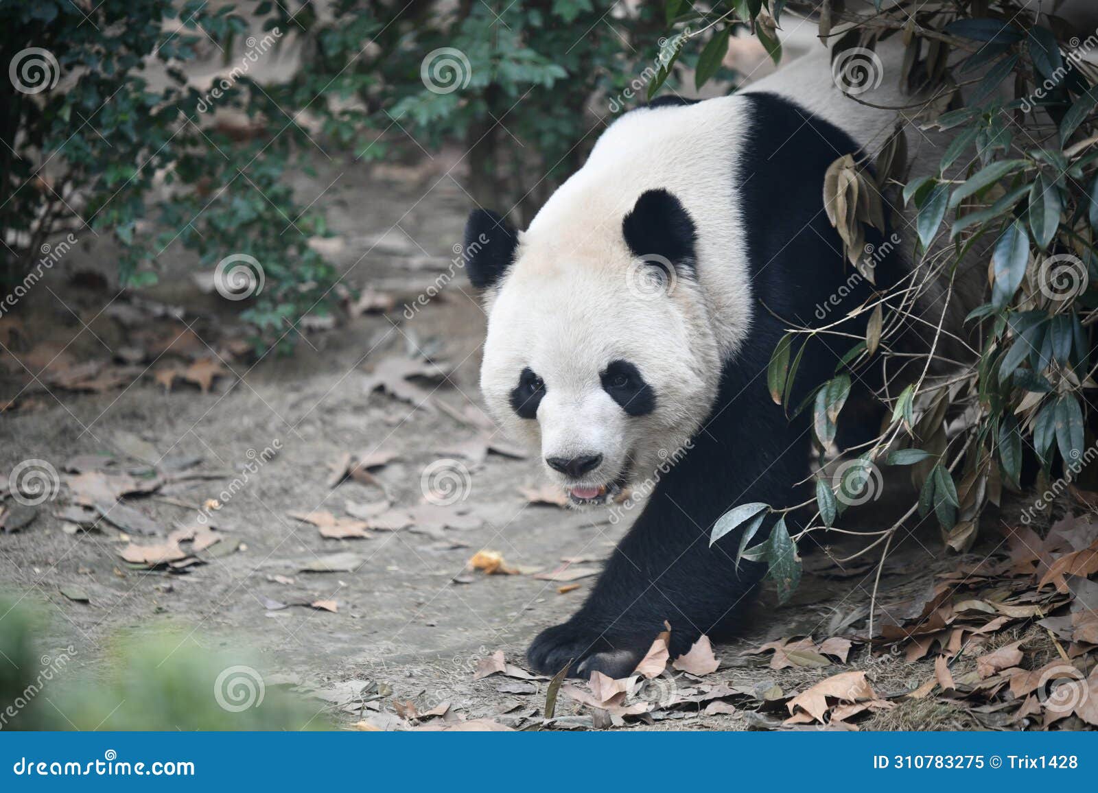 portait of a giant panda