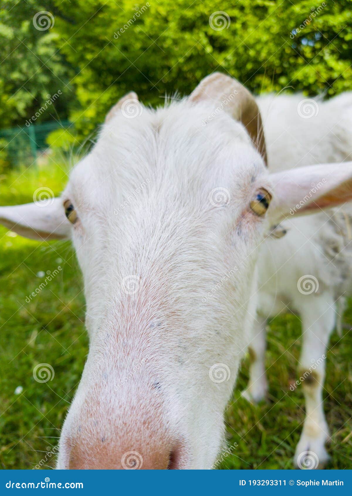 portait of goat