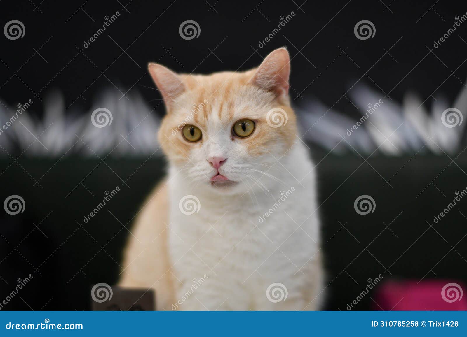 portait of a lovely pet cat