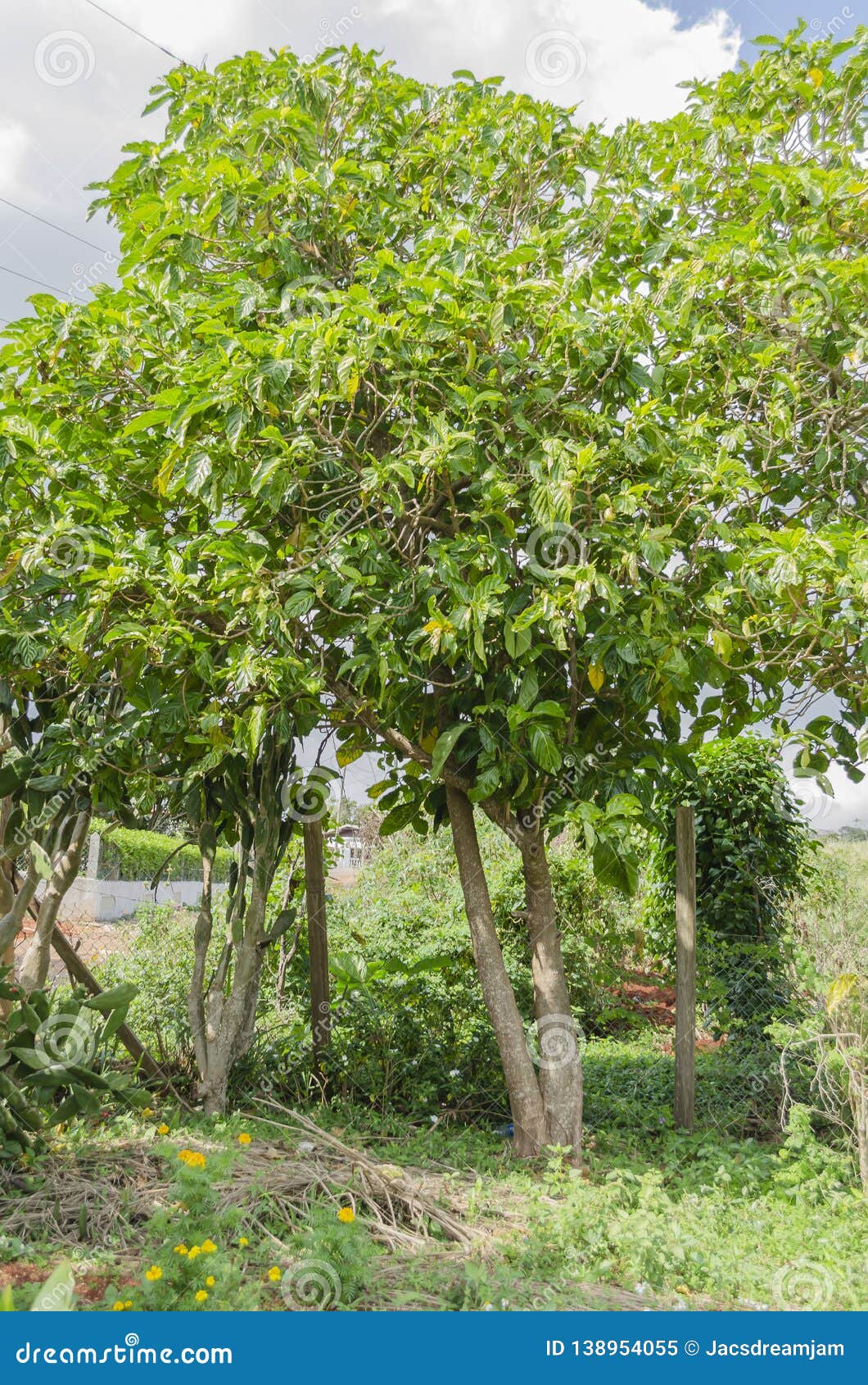 portait of a noni trees stock image. image of blossom - 138954055