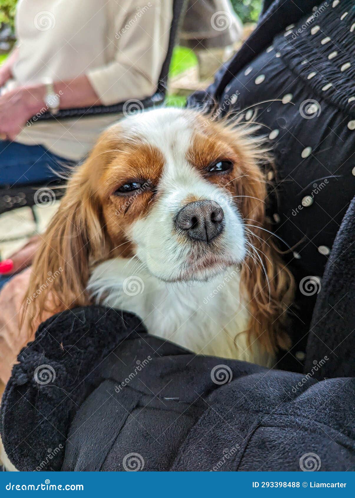 portait, small dog cocker spaniel on a persons lap