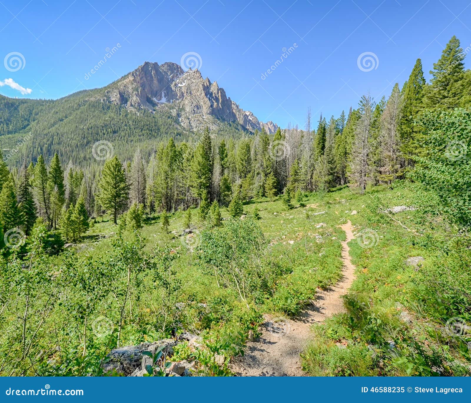 Portalámparas gigante magnífico, zona de recreo nacional del diente de sierra, Stanley, identificación. Portalámparas gigante magnífico, zona de recreo nacional del diente de sierra, cerca de Stanley, Idaho