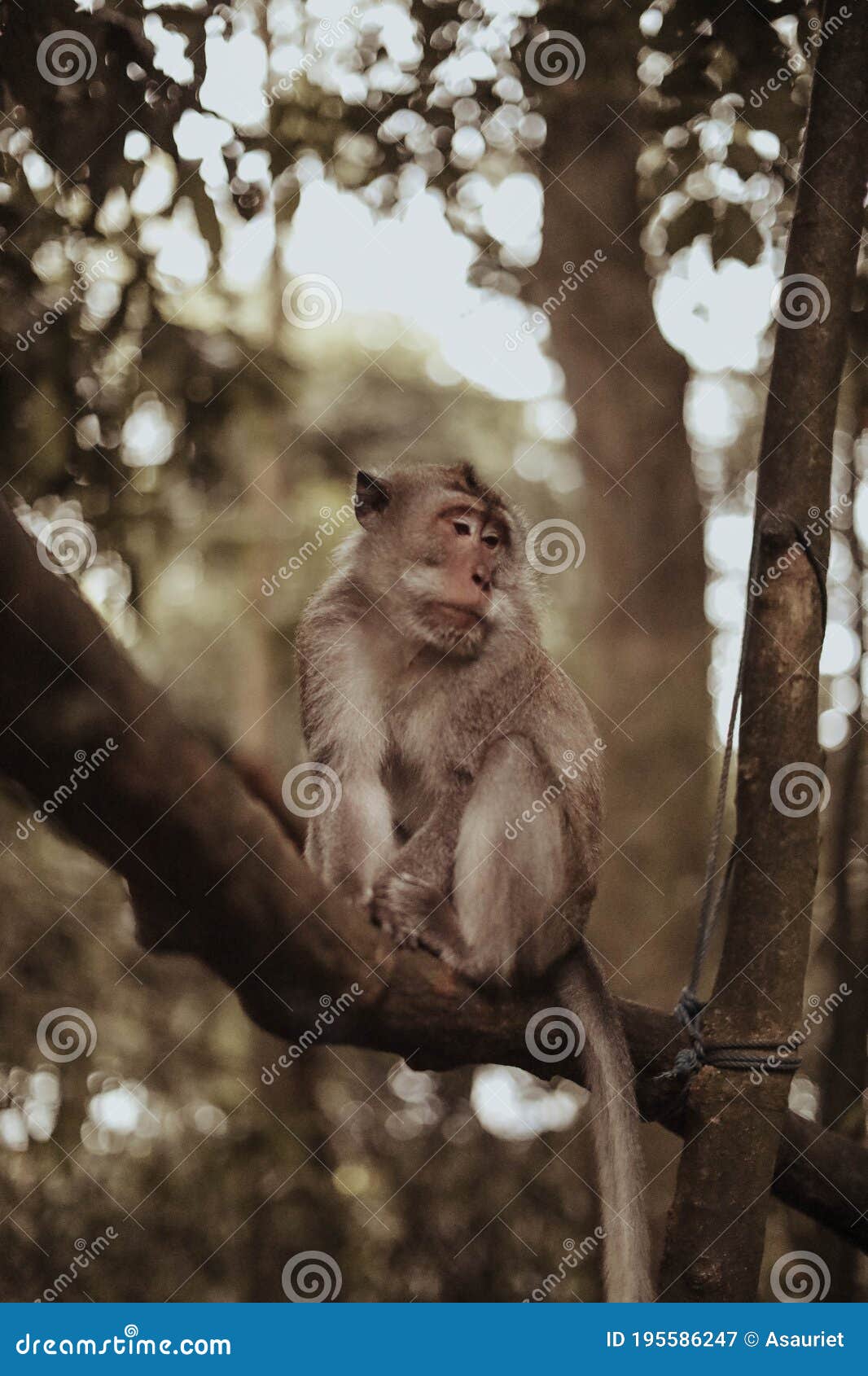 portarit of adult macaque monkey is sitting on the trunk of a tree. monkey forest, ubud, bali, indonesia